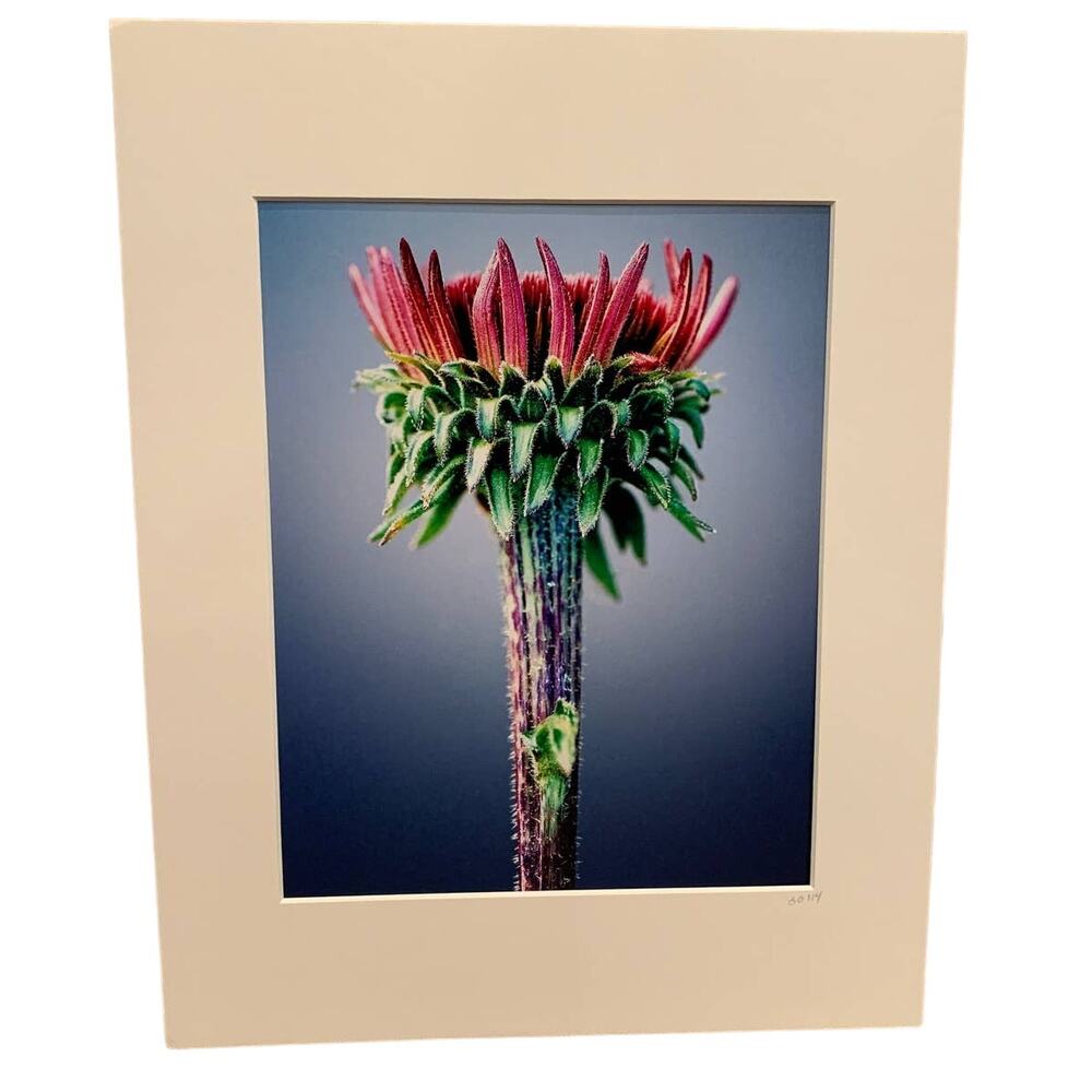 New 8 X 10 Clover Flower Original Photograph Gail Gates Print w 11 X 14 Mat